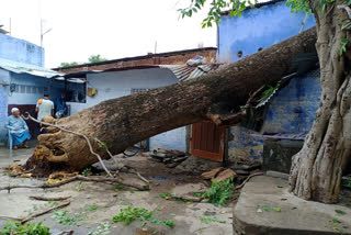 Sirohi news, heavy rains, Trees fell on house