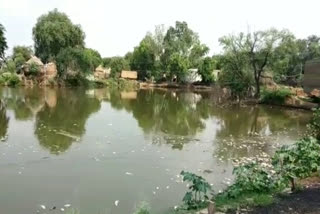 Dead fish found in the pond