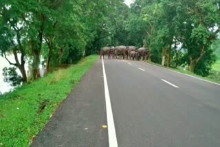 Kaziranga national park