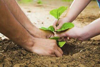 पौधरोपण कार्यक्रम का आयोजन, Plantation Program organized