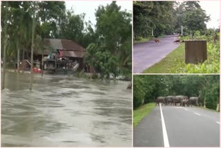 Flood have affected 80 percent of Kaziranga national park