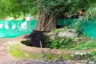 rescue of bear from well in kanker