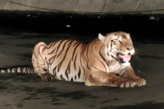 tiger on nagpur jabalpur highway  nagpur tiger news  nagpur jabalpur highway news  नागपूर जबलपूर महामार्गावर वाघ  नागपूर वाघ न्यूज  पेंच व्याघ्र प्रकल्प न्यूज