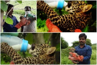 Leopard Cubs