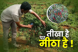 Farmers are cultivating chillies in latehar, Chilli cultivation in Latehar, News of Latehar farmer, लातेहार में किसान कर रहे मिर्च की खेती, लातेहार में मिर्च की खेती, लातेहार के किसान की खबरें