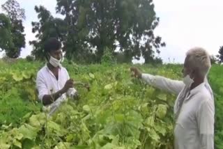 millions-of-rupees-earned-during-lockdawn-by-farming-at-latur