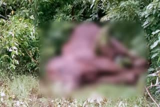 Search for her child after elephant death in Palamu Betla National Park, news of Betla National Park Palamu, Elephant died in Palamu Betla National Park, पलामू बेतला नेशनल पार्क में हाथी की मौत, पलामू बेतला नेशनल पार्क में हथिनी की मौत के बाद उसके बच्चे की तलाश, पलामू बेतला नेशनल पार्क की खबरें