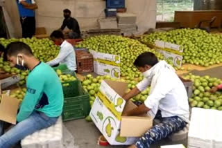 Manali apple season