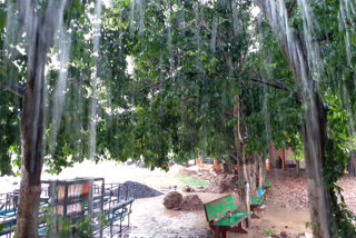 rain at konaseema