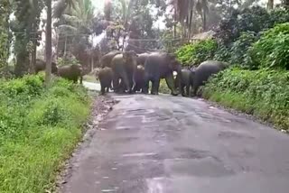 elephants rushed into the village