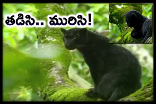 Kabini Black Panthers enjoying in rain in mysore