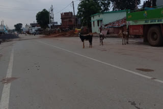 occupying government land