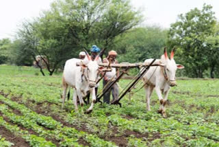 outrage-against-land-reform-act-amendment-ordinance