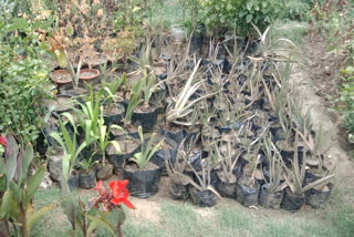 Plant trade is going through recession in Delhi after coron virus