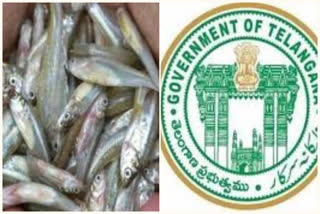 The government is preparing for the distribution of free fish fry