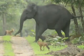 ಸೀಳುನಾಯಿಗಳಿಗೆ ತನ್ನ ಉಗ್ರರೂಪ ತೋರಿಸಿದ ಗಜರಾಜ