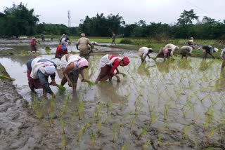 farmers are busy on cultivation dhemaji assam etv bharat news