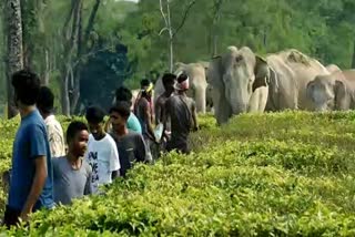 Man and Elephant conflict at Golagahat