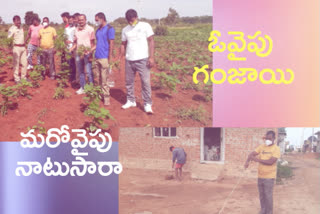 nagar kurnool police destroyed cannabis cultivation