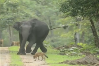 Elephant  wild Dog  Beligiriranganabetta  wild dogs and elephant  wild dogs chasing elephant