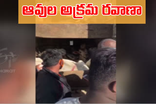 Members of the Gorakhshak Dal prevented the smuggling of cows