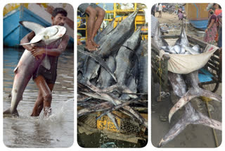 fishermen-catched-the-shark-fish-at-east-godavari-district