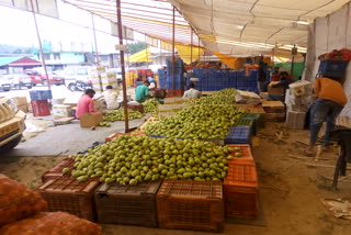 Apple season begins in markets of Manali