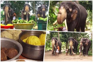 Wellness for elephants  elephants  കർക്കടക മാസം  ഗജവീരന്മാര്‍ക്ക് സുഖചികിത്സ  ഗജവീരന്മാർ  ആനയുടമകൾ  എലിഫന്‍റ് ഓണേഴ്സ് അസോസിയേഷൻ