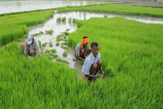 Kharif crop acreage rises over 21%