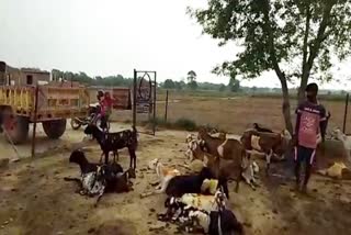 Sheep goats are being vaccinated in bhiwani