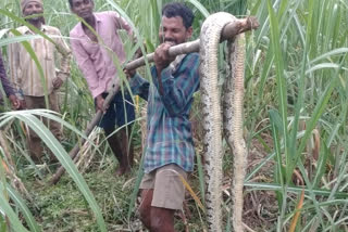 12 feets python in govada village vishaka district