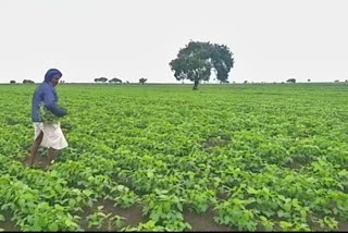 Good rain in Dharwad district