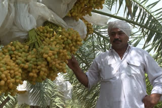 Tharad farmer