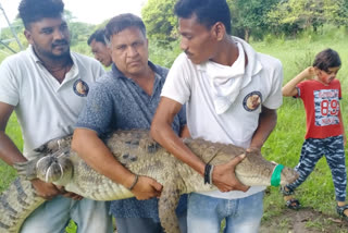 crocodile rescued