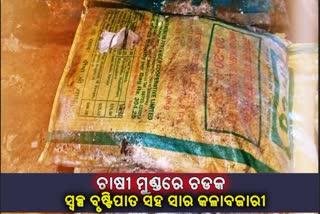 ସ୍ବଳ୍ପ ବୃଷ୍ଟିପାତ ସହ ସାରର ଅଭାବୀ ବିକ୍ରି ଚାଷୀଙ୍କ ମୁଣ୍ଡରେ ଚଡକ