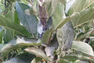 woolly aphid and scab disease in apple trees