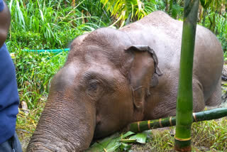 Jumbo gets stuck in mud while drinking water in Nilgiri forest; dies