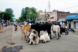 The glass of a car broken in the fight of two stray animals in shajapur