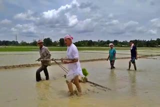 mla pradip hazarika busy in paddy field