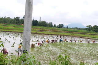 kharif works starts in viziangaram dst parvathipuram consistency