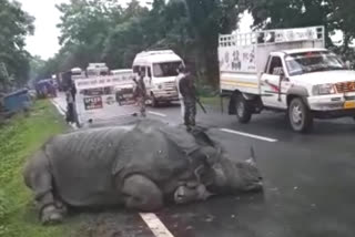 Kaziranga Rhino taking rest in road