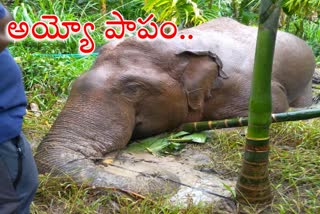 Male Elephant dies after getting stuck in mud