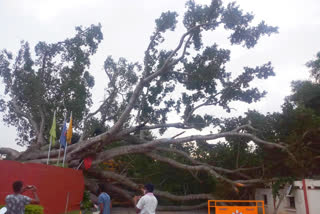 Big tree fell down in Bangalore