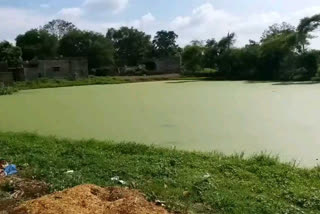 Frozen moss in pond