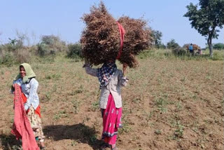 Farmers are getting compensation for hailstorm-destroyed crops in bemetara