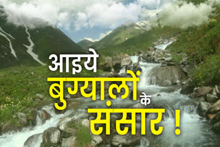 Uttarkashi Gidara Bugyal News