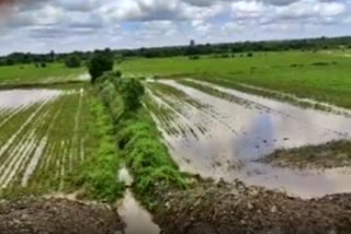 water-enter-into-farm-crop-damage-in-washim