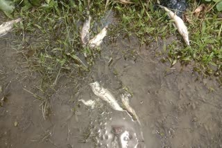 More Fish Dead Due To poisoning in Moran