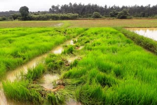 elephant-destroyed-crops-in-chikkamagalore