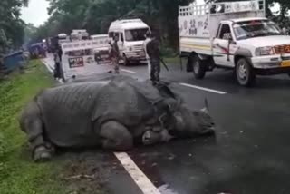 rhino